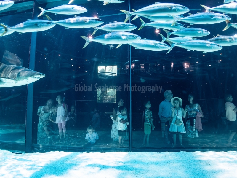 Two Ocean's Aquarium, Cape Town South Africa