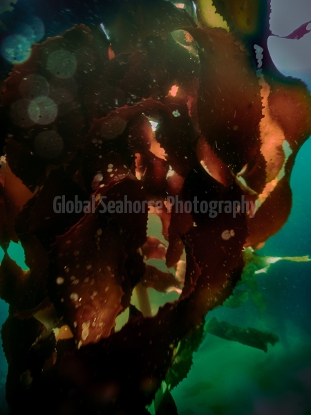 Kelp Forest off the coast of Simon's Town, Sout Africa