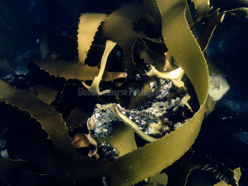 In the Kelp Forest off the coast of South Africa