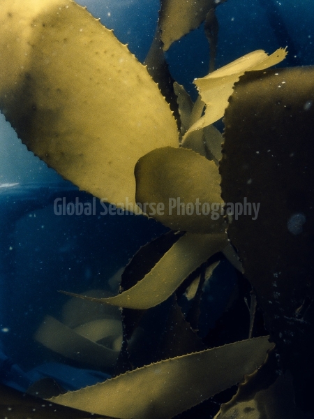 In the Kelp Forest off the coast of South Africa