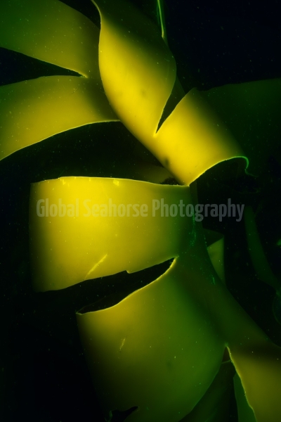 In the Kelp Forest off the coast of South Africa