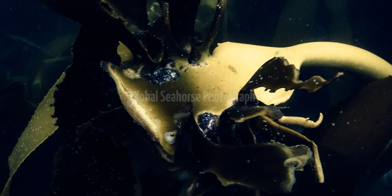 In the Kelp Forest off the coast of South Africa