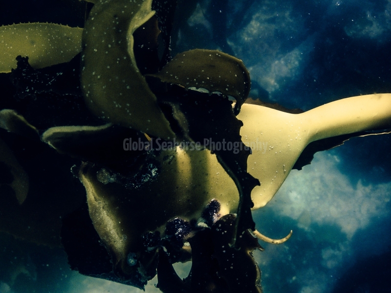 In the Kelp Forest off the coast of South Africa