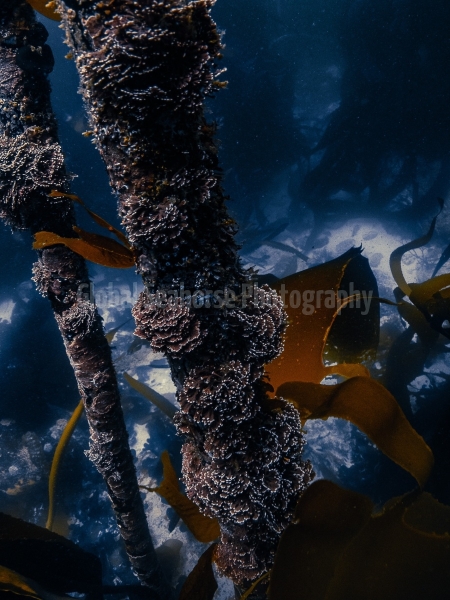 In the Kelp Forest off the coast of South Africa