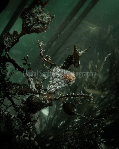 In the Kelp Forest off the coast of South Africa