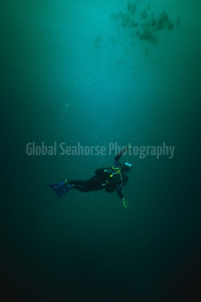 Wreck dive at Diani Beach - Diani, Kenya