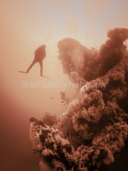 Wreck dive at Diani Beach - Diani, Kenya